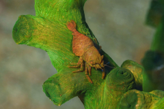 Cactus-Shrimp