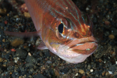 Cardinalfish