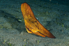 Circular-Spadefish1