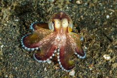 Coconut-Octopus2