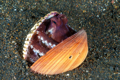 Coconut-Octopus3