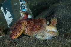 Coconut-Octopus4