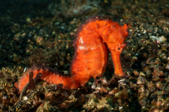 Common-Seahorse