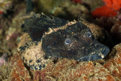 Crocodile-Flathead