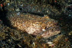 Crocodile-Snake-Eel