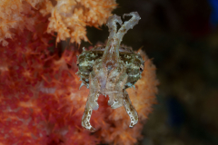 Cuttlefish