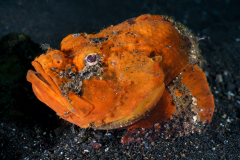 Devil-Scorpionfish