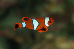 False-Clown-Anemonefish