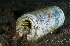 Fangblenny2
