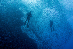 anchovies1