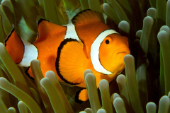 anemonefish1-false_clown
