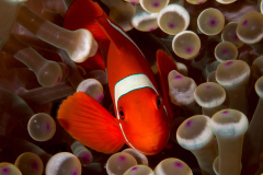 anemonefish2-spinecheek