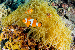anemonefish3-false_clown
