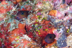 blennies