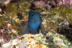 blenny