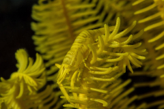 crinoid_shrimp