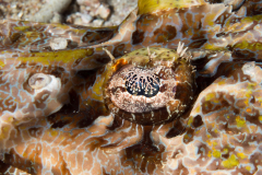 crocodilefish