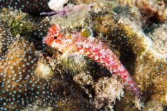 dragonet