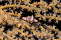 egg_cowrie1