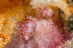 egg_cowrie2