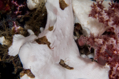 giant_frogfish