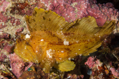 leaf_scorpionfish