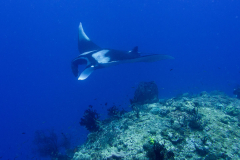 manta1