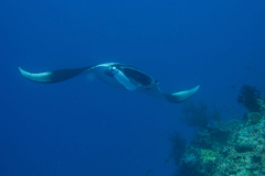 manta3