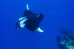 manta4