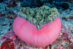 anemone1
