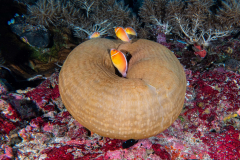 anemone2
