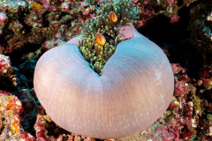anemone3