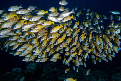 bluestripe_snappers
