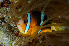 clarks_anemonefish