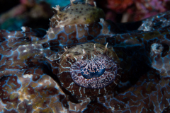 crocodile_flathead1