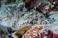 crocodile_flathead2