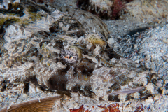 crocodile_flathead3