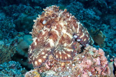 day_octopus1