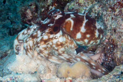 day_octopus2