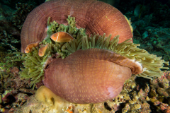 anemone1