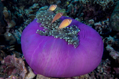 anemone2