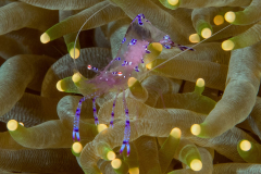 anemone_shrimp
