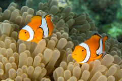 anemonefish2