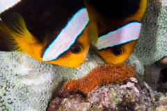 anemonefish_eggs