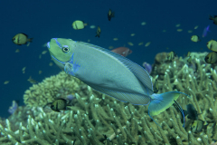 bignose_unicornfish