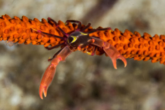 black_coral_crab