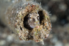 blenny