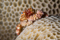 blue-eyed_coral_crab