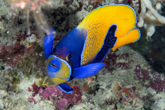 blue-girdled_angelfish