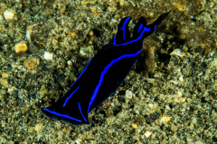 blue_velvet_headshield_slug